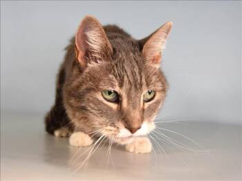 Domestic Short Hair Cats Available for Adoption - MIMI | PetCurious