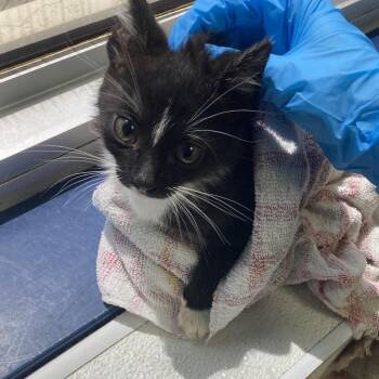 Lil Bear -  Domestic Short Hair Cat for Adoption in Galveston, Texas - Lil Bear | PetCurious