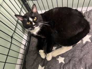 Extra Toes Cat Hemingway Polydactyl Cats Available for Adoption in St. Ignace, Michigan - Orion | PetCurious