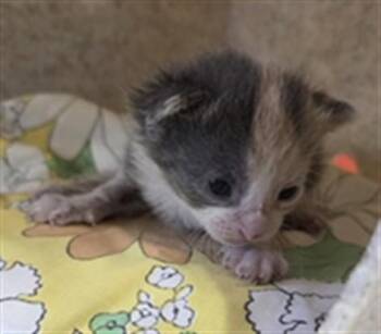 SHERBET -  Domestic Short Hair Cat for Adoption in Louisville, Kentucky - SHERBET | PetCurious