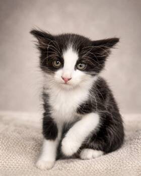 Adonis -  Tuxedo Cat for Adoption in Miami, Florida - Adonis | PetCurious