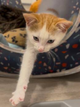 Tabby Cats Available for Adoption in Fort Myers, Florida - Tator Tot | PetCurious