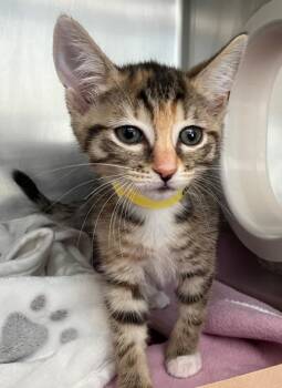 Pusheen -  Domestic Short Hair Cat for Adoption - Pusheen | PetCurious