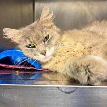 Vera -  Domestic Medium Hair Cat for Adoption in Nashville, Tennessee - Vera | PetCurious