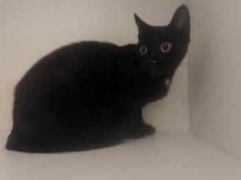 LOOPSY -  Domestic Short Hair Cat for Adoption in Winter Haven, Florida - LOOPSY | PetCurious