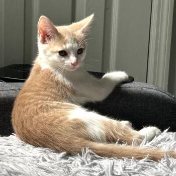 Jinx -  Domestic Short Hair Cat for Adoption in Huntsville, Alabama - Jinx | PetCurious