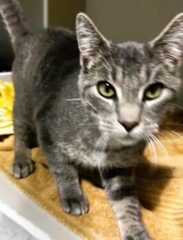 Rescue Domestic Short Hair Cats for Adoption in Hutchinson, Minnesota - Bucket | PetCurious