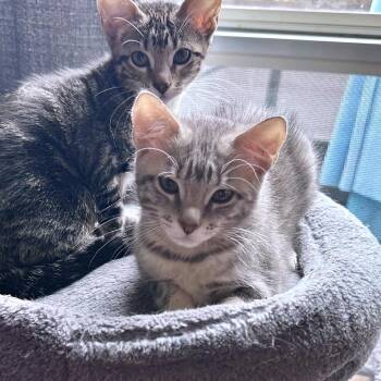 Domestic Short Hair Cats Available for Adoption in Austin, Texas - Orijen 2 | PetCurious