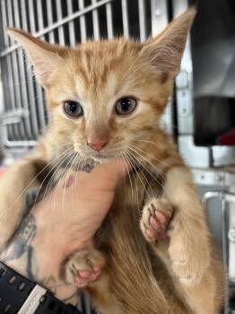 Sanji -  Domestic Short Hair Cat for Adoption in Huntington, Indiana - Sanji | PetCurious