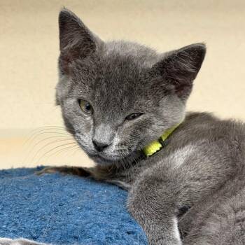 Birch -  Domestic Short Hair Cat for Adoption in Durango, Colorado - Birch | PetCurious