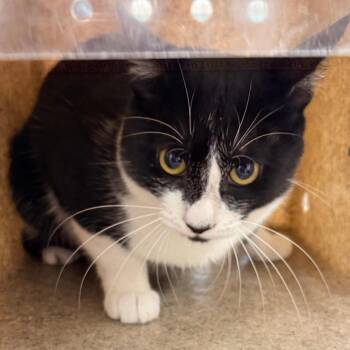 Kitter -  Domestic Short Hair Cat for Adoption in Philadelphia, Pennsylvania - Kitter | PetCurious