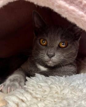 Lanyard -  Domestic Short Hair Cat for Adoption in Novato, California - Lanyard | PetCurious