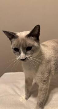 Diamond -  Siamese and Snowshoe Cat for Adoption in Plumerville, Arkansas - Diamond | PetCurious