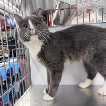 Domestic Medium Hair Cats Available for Adoption in New York, New York - Rune | PetCurious