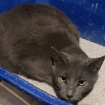 Fairy -  Domestic Short Hair Cat for Adoption in Lake Orion, Michigan - Fairy | PetCurious