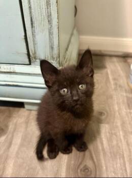 Zoro -  Domestic Short Hair Cat for Adoption in Liverpool, Texas - Zoro | PetCurious