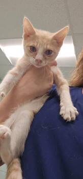 Pam -  Domestic Short Hair Cat for Adoption in Athens, Tennessee - Pam | PetCurious