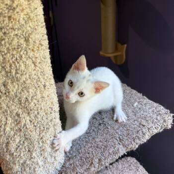 Keke -  Domestic Short Hair Cat for Adoption in Redmond, Washington - Keke | PetCurious