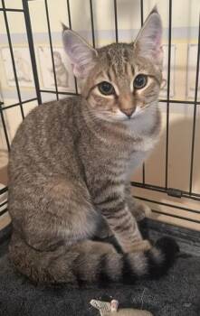Bristol -  Domestic Short Hair Cat for Adoption in Woodbridge Township, New Jersey - Bristol | PetCurious
