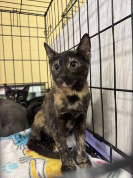 Confetti -  Domestic Short Hair Cat for Adoption in Oviedo, Florida - Confetti | PetCurious