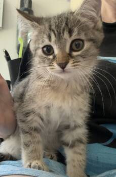 Rescue Tabby and Domestic Short Hair Cats for Adoption in Dallas, Texas - Knickerbocker Glory | PetCurious
