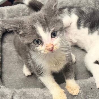 Harriet -  Domestic Short Hair Cat for Adoption in Bel Air, Maryland - Harriet | PetCurious