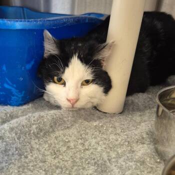 Domestic Long Hair Cats Available for Adoption in Kingman, Kansas - Halfpint | PetCurious