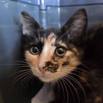 Specks fka Jessica -  Domestic Short Hair Cat for Adoption in Leander, Texas - Specks Fka Jessica | PetCurious