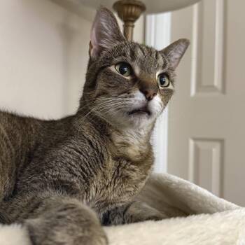Nova -  Domestic Short Hair Cat for Adoption in Los Angeles, California - Nova | PetCurious
