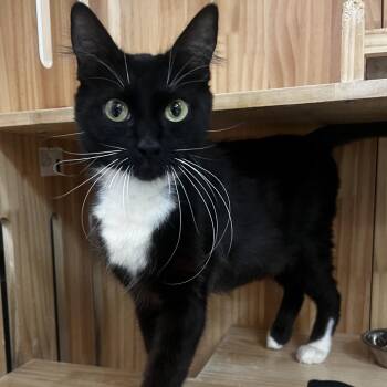 Clover -  Domestic Short Hair Cat for Adoption in Yucca Valley, California - Clover | PetCurious