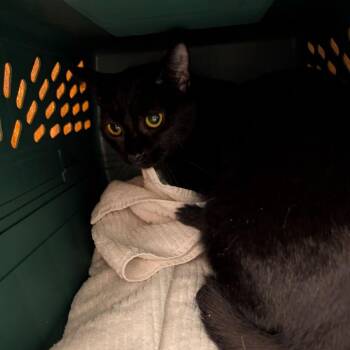 Lovely -  Domestic Short Hair Cat for Adoption in Fairport, New York - Lovely | PetCurious