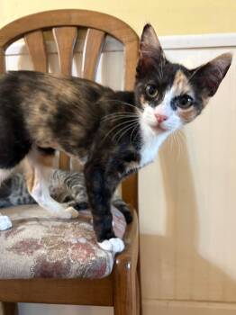 Domestic Short Hair Cats Available for Adoption - Cosita | PetCurious