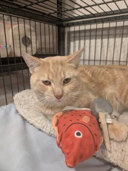 Tabby Cats Available for Adoption in Hamilton, Ontario - Allan | PetCurious
