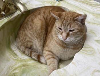 Cheeto -  Domestic Short Hair Cat for Adoption in Anchorage, Alaska - Cheeto | PetCurious