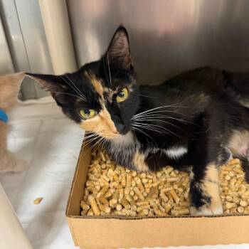 Ken -  Domestic Short Hair Cat for Adoption in Donalsonville, Georgia - Ken | PetCurious