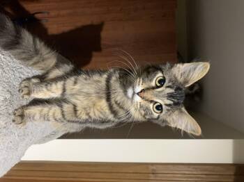 Rescue Domestic Medium Hair Cats for Adoption - River | PetCurious