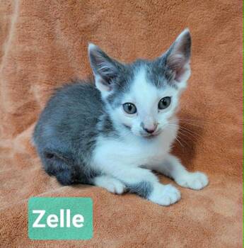 Zelle -  Domestic Short Hair Cat for Adoption in Richmond, Indiana - Zelle | PetCurious