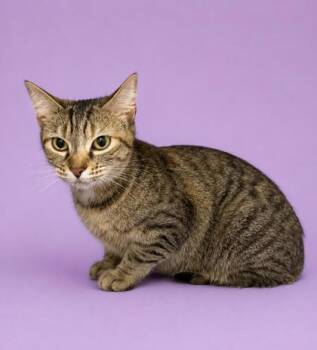 Domestic Short Hair Cats Available for Adoption in Bowling Green, Kentucky - Brynnlee | PetCurious