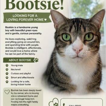 Bootsie -  Domestic Short Hair Cat for Adoption in Gastonia, North Carolina - Bootsie | PetCurious