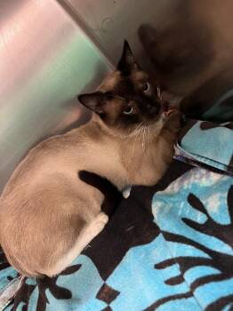 Zane -  Siamese Cat for Adoption in Burgaw, North Carolina - Zane | PetCurious