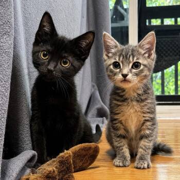 Rich Guy Na-Na-Na -  Domestic Short Hair and Mixed Breed Cat for Adoption in Spruce Pine, North Carolina - Rich Guy Na-Na-Na | PetCurious