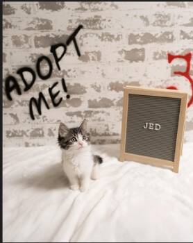 Jed -  Maine Coon and Domestic Medium Hair Cat for Adoption in San Tan Valley, Arizona - Jed | PetCurious