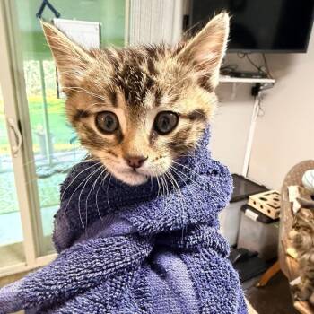 Damnation Beck -  Domestic Short Hair Cat for Adoption in Eagle Mountain, Utah - Damnation Beck | PetCurious