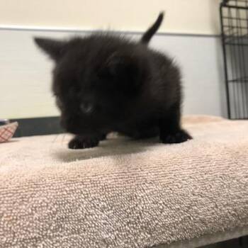 Domestic Short Hair Cats Available for Adoption - Kurta | PetCurious