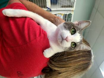 Rescue Domestic Short Hair Cats for Adoption in Kirkland, Washington - Savannah | PetCurious