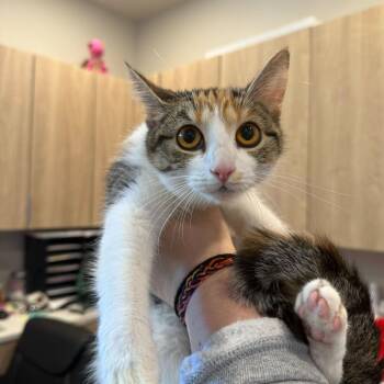 Domestic Short Hair Cats Available for Adoption in Louisville, Kentucky - Katana | PetCurious
