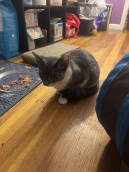 Shelly -  Domestic Short Hair Cat for Adoption in Enfield, Connecticut - Shelly | PetCurious