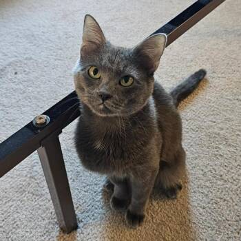 Bobby -  Domestic Short Hair Cat for Adoption in Titusville, Florida - Bobby | PetCurious