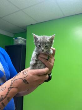 Nube -  Domestic Short Hair Cat for Adoption in Johnson City, Tennessee - Nube | PetCurious