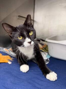 Nocturne -  Domestic Short Hair Cat for Adoption in Pomona, New York - Nocturne | PetCurious